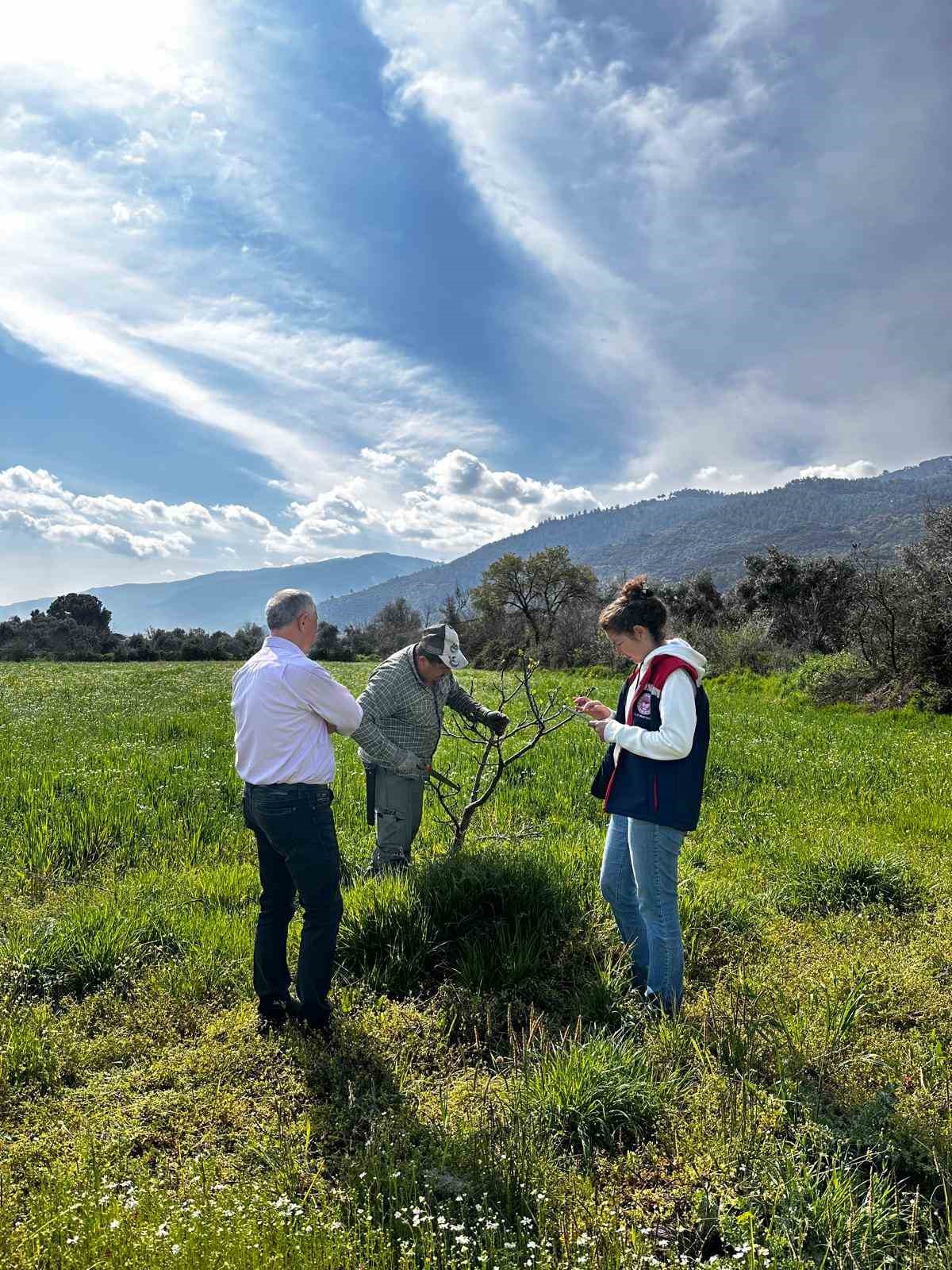 Bozdoğan İlçe Tarım ve Orman Müdürlüğü ekipleri ilek bahçesinde bakım yaptı